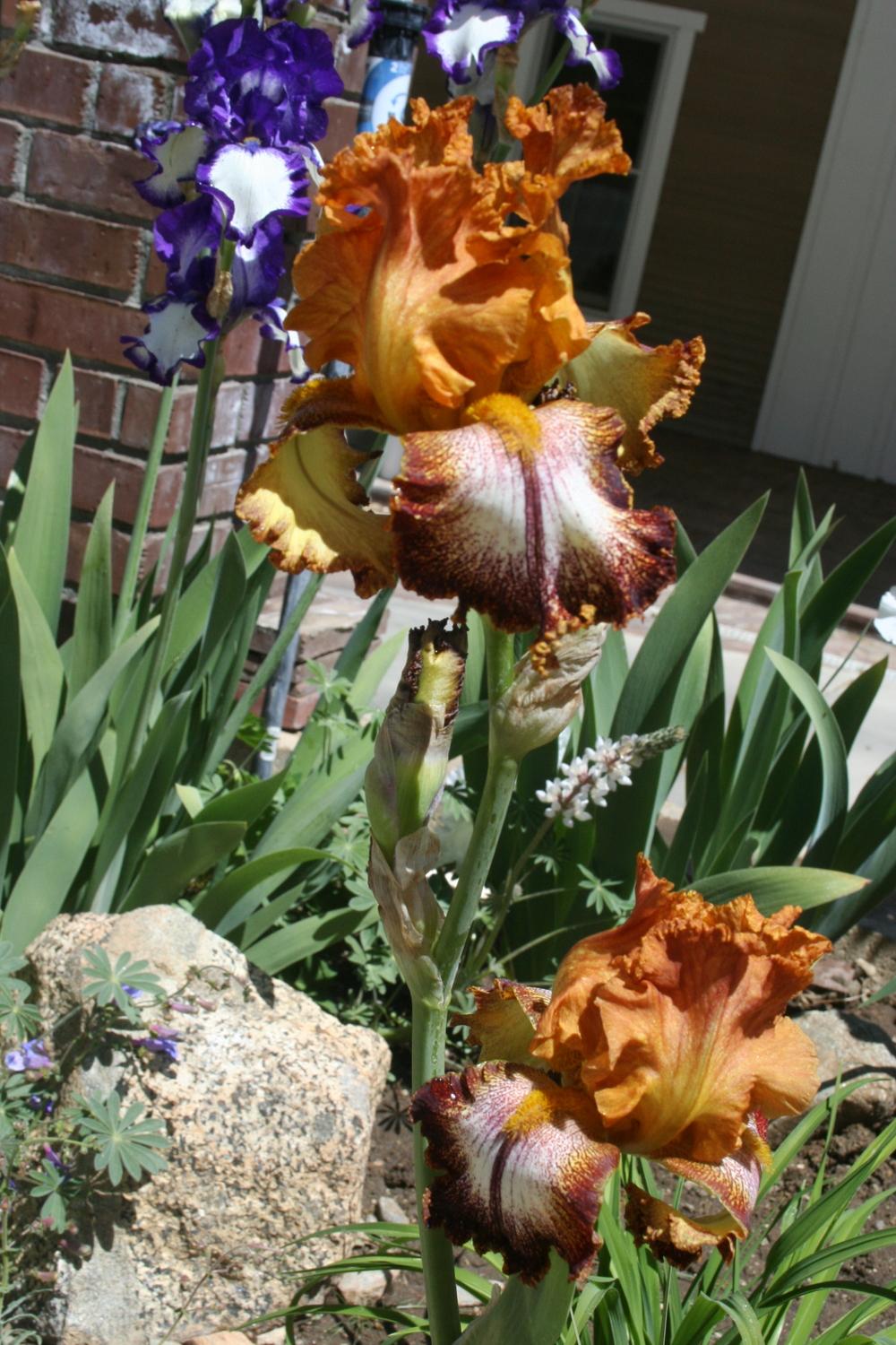 Photo of Tall Bearded Iris (Iris 'Kilt Lilt') uploaded by gnafziger