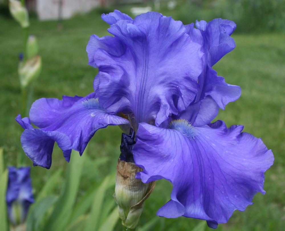 Photo of Tall Bearded Iris (Iris 'Breakers') uploaded by gnafziger