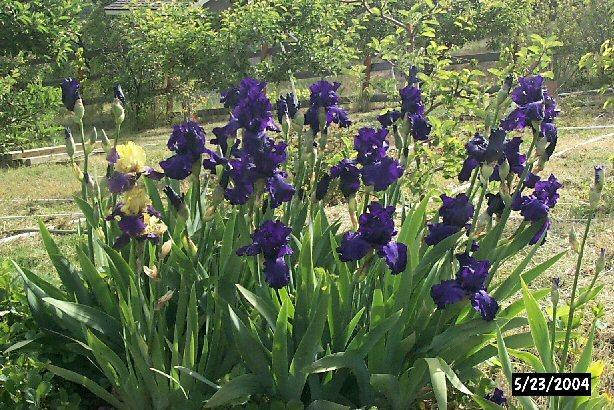 Photo of Tall Bearded Iris (Iris 'Dusky Challenger') uploaded by gnafziger