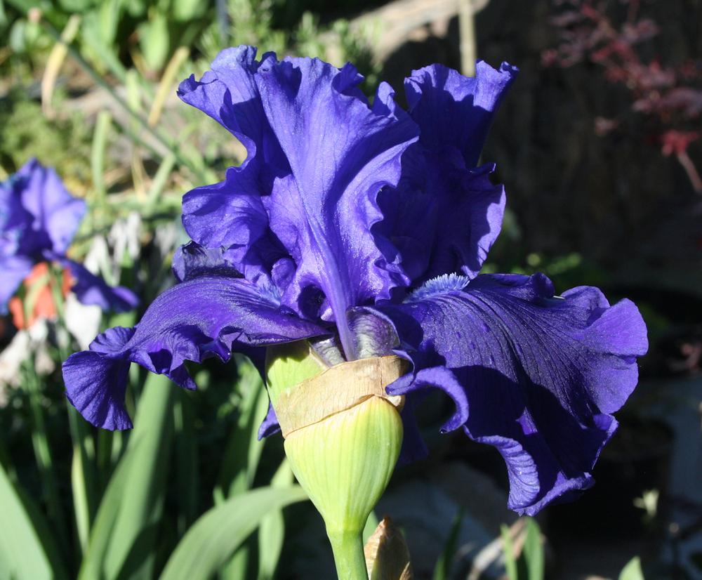 Photo of Tall Bearded Iris (Iris 'Devil's Lake') uploaded by gnafziger