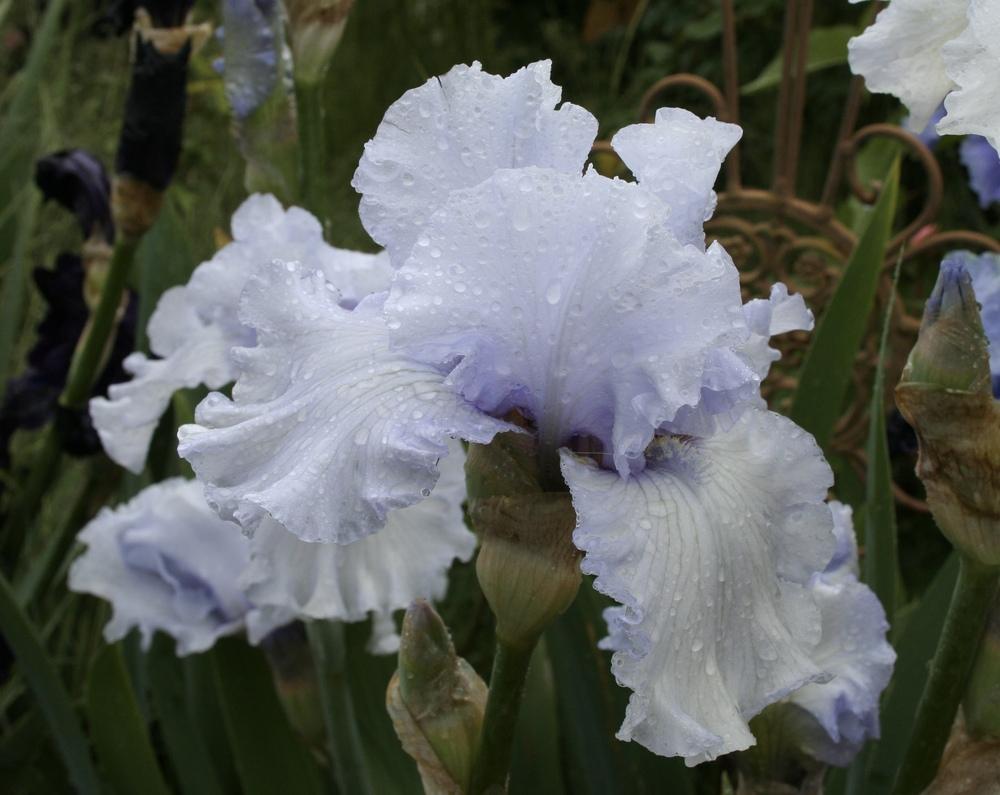 Photo of Tall Bearded Iris (Iris 'Silverado') uploaded by gnafziger