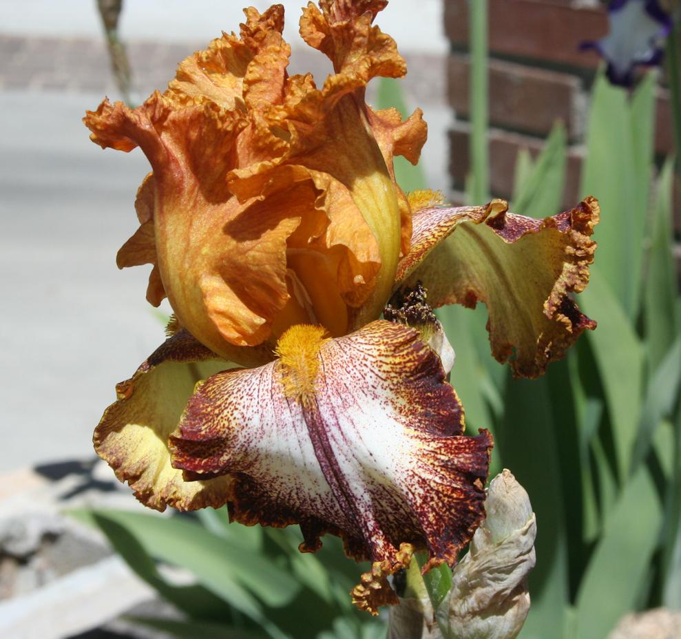 Photo of Tall Bearded Iris (Iris 'Kilt Lilt') uploaded by gnafziger