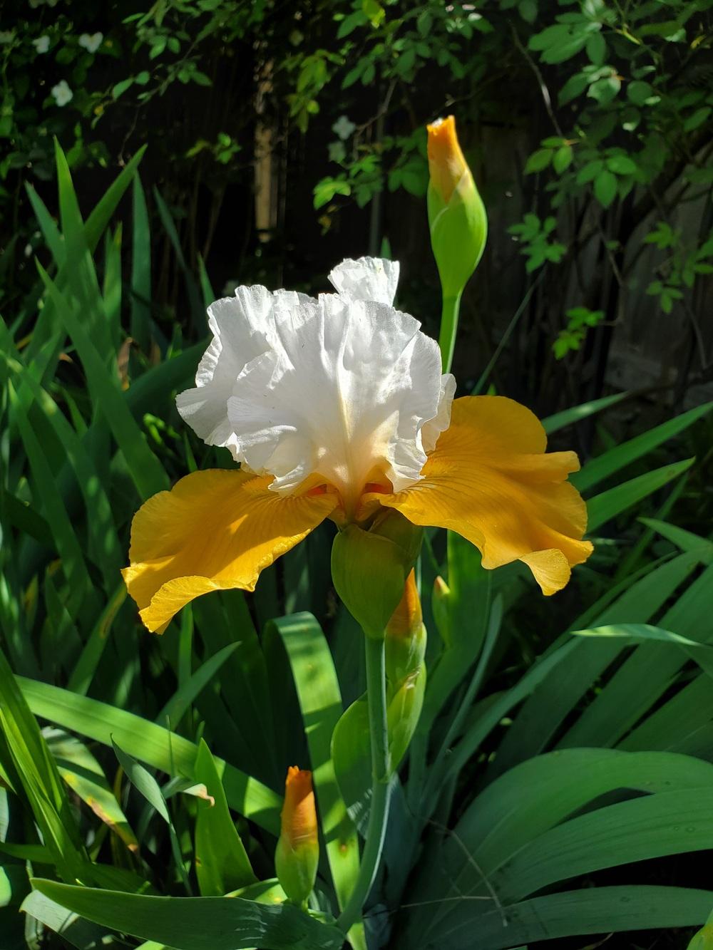 Photo of Tall Bearded Iris (Iris 'Pumpkin Cheesecake') uploaded by javaMom
