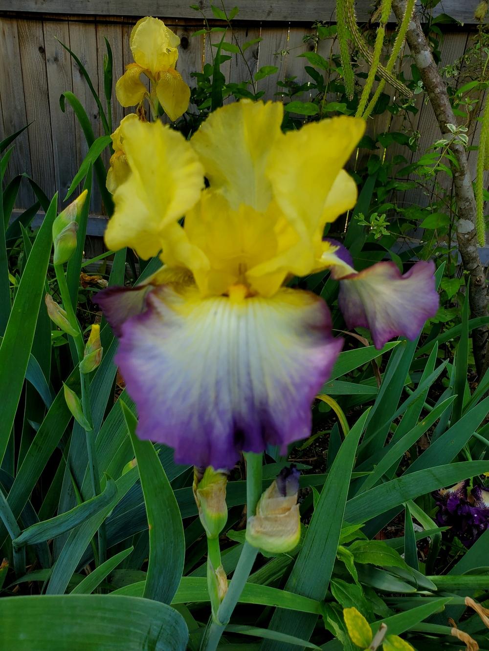 Photo of Tall Bearded Iris (Iris 'Designer's Art') uploaded by javaMom