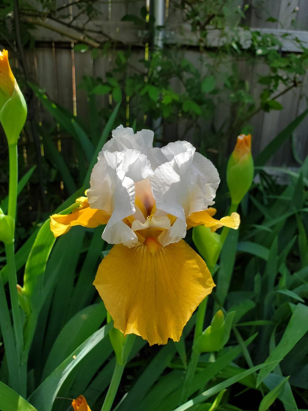 Photo of Tall Bearded Iris (Iris 'Pumpkin Cheesecake') uploaded by javaMom
