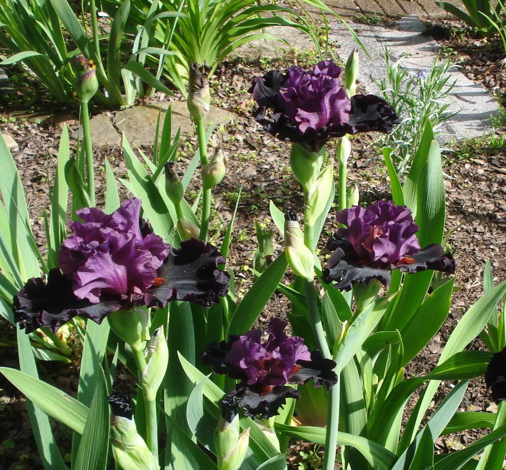 Photo of Tall Bearded Iris (Iris 'Saturn') uploaded by lovemyhouse