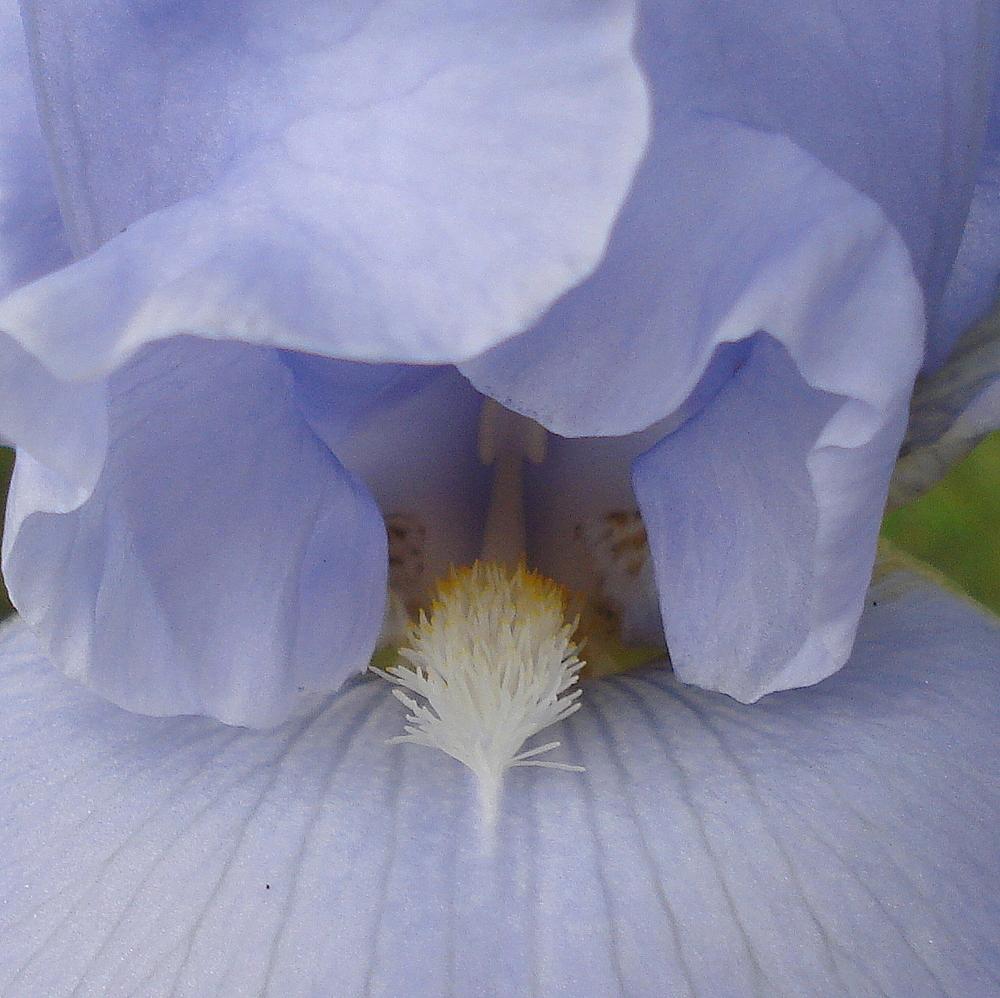 Photo of Tall Bearded Iris (Iris 'Water Waltz') uploaded by lovemyhouse