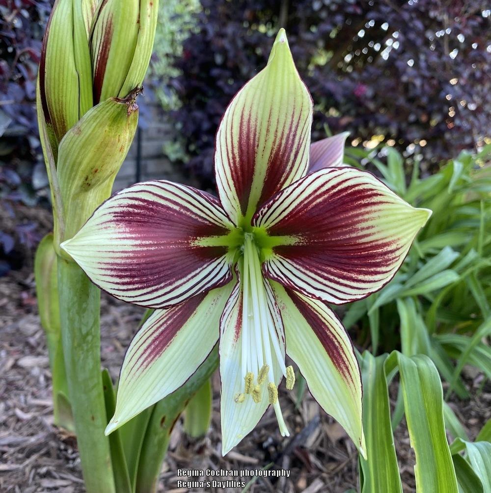 Photo of Butterfly Amaryllis (Hippeastrum papilio) uploaded by scflowers