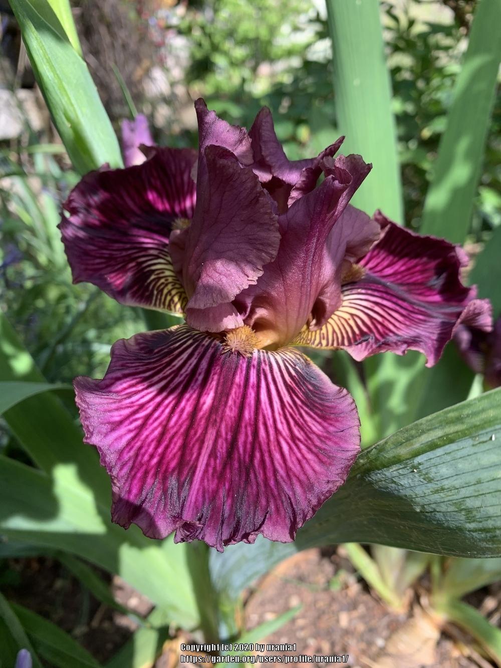 Photo of Tall Bearded Iris (Iris 'Dragon King') uploaded by urania1