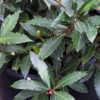 Little Ragu is an attractive dwarf bay laurel and has culinary us