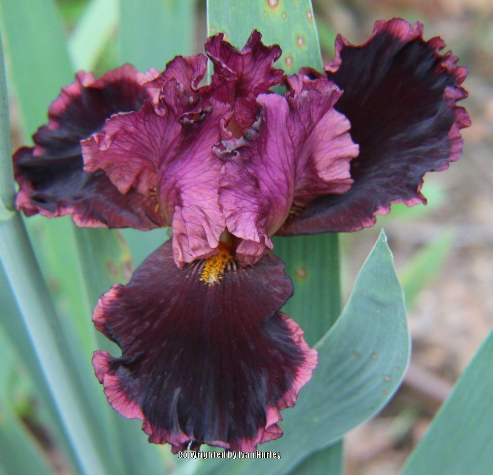 Photo of Tall Bearded Iris (Iris 'Strozzapreti') uploaded by Ivan_N_Tx