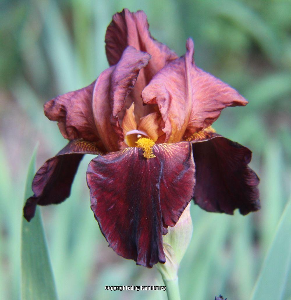 Photo of Tall Bearded Iris (Iris 'Witch of Endor') uploaded by Ivan_N_Tx