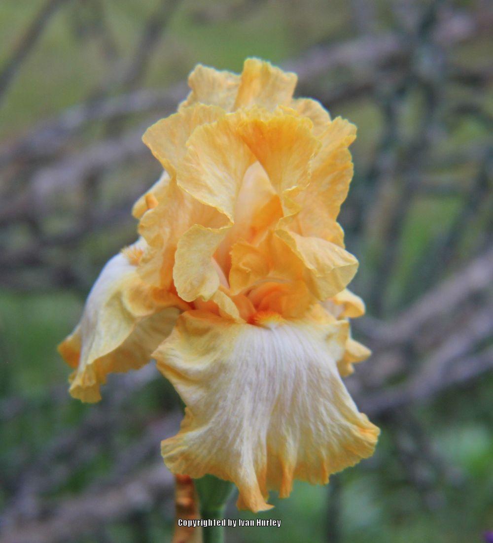 Photo of Tall Bearded Iris (Iris 'Amber Amulet') uploaded by Ivan_N_Tx