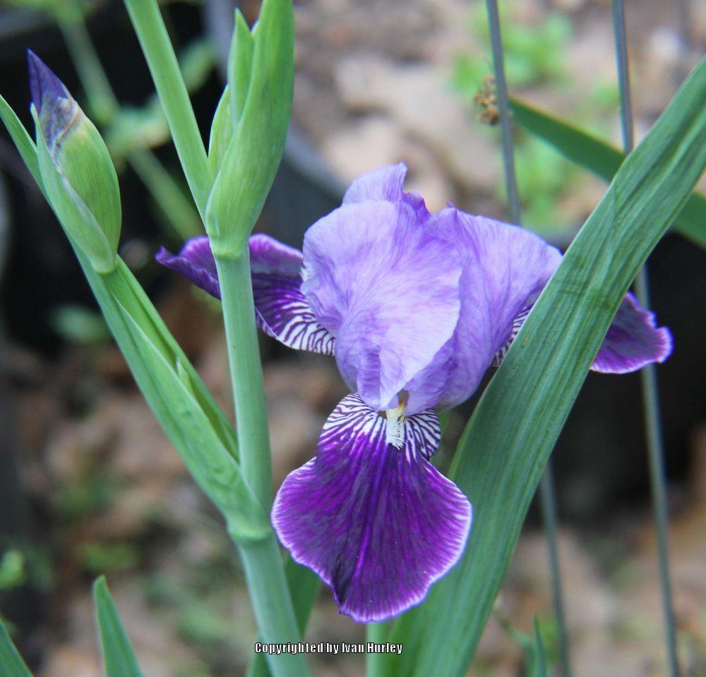 Photo of Tall Bearded Iris (Iris 'Perfection') uploaded by Ivan_N_Tx
