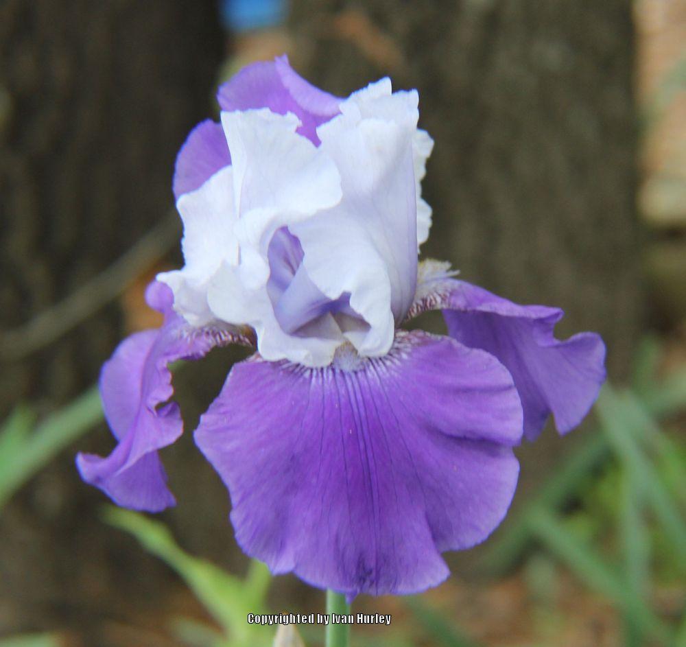Photo of Tall Bearded Iris (Iris 'Best Bet') uploaded by Ivan_N_Tx