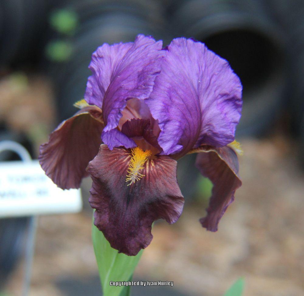 Photo of Arilbred Iris (Iris 'Omar's Torch') uploaded by Ivan_N_Tx