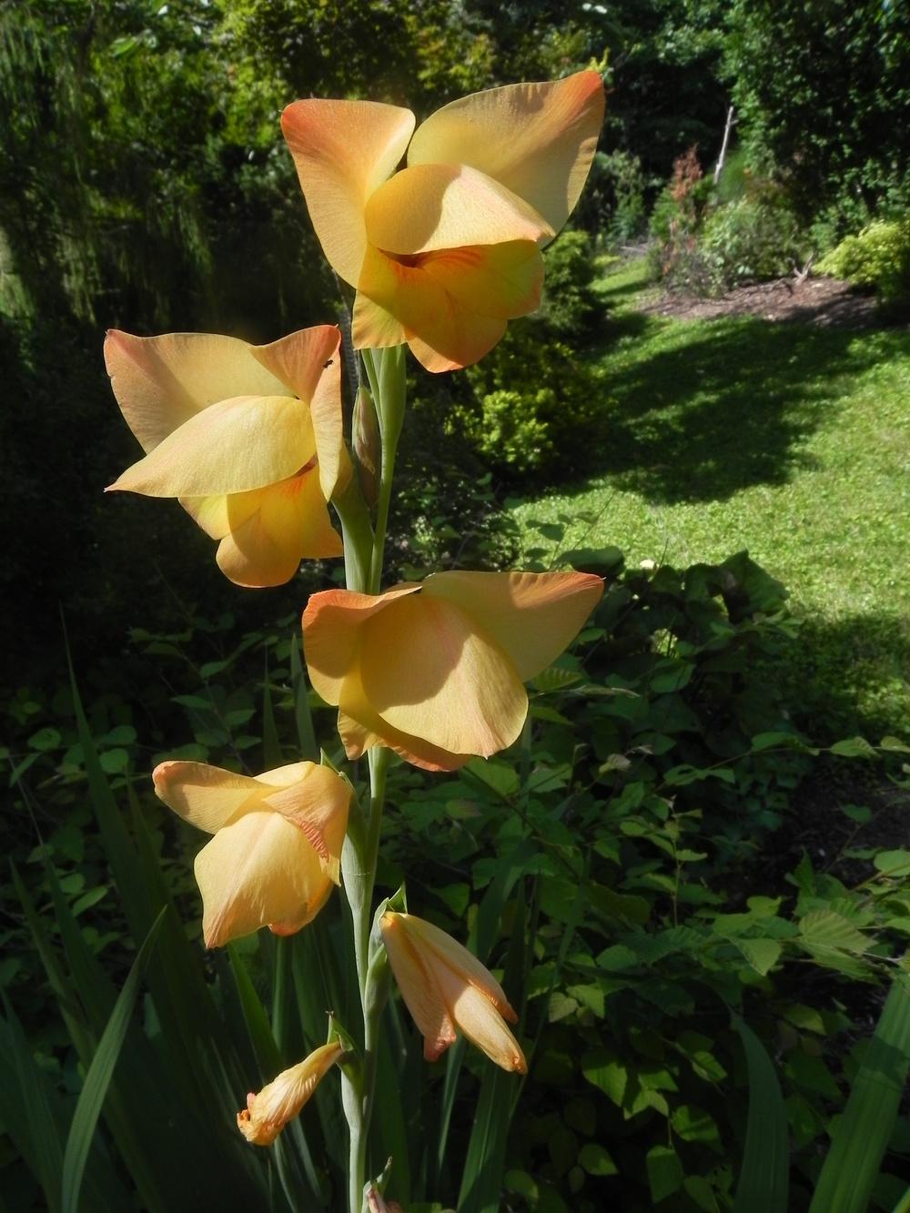 Photo of Hybrid Gladiola (Gladiolus 'Boone') uploaded by SL_gardener