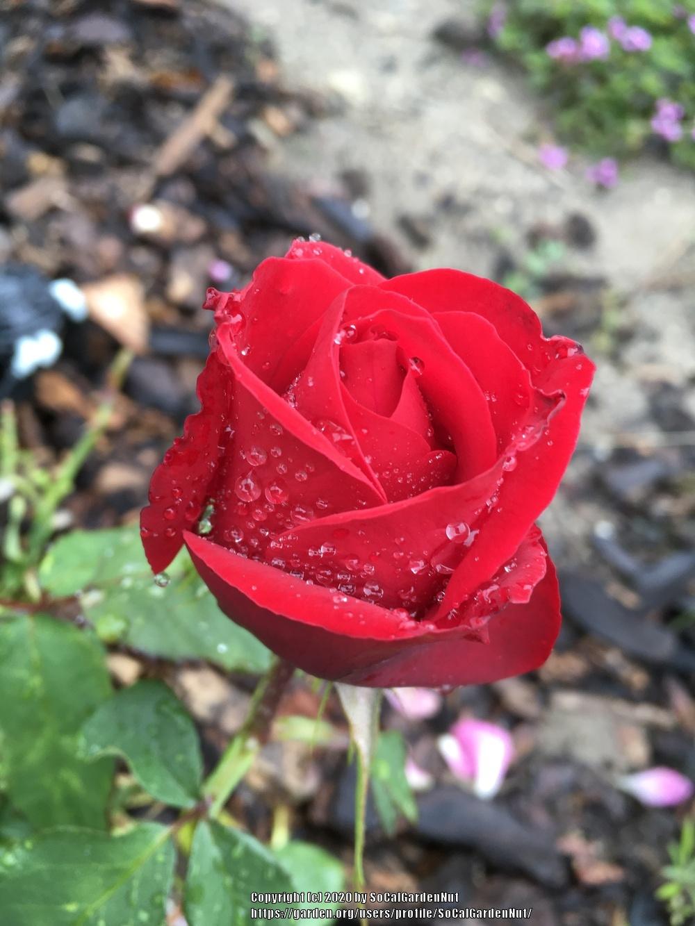 Photo of Rose (Rosa 'Olympiad') uploaded by SoCalGardenNut