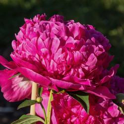 Location: Peony Garden at Nichols Arboretum, Ann Arbor, Michigan
Date: 2015-06-06
Bloom in prolile, which gives a better view of the silvering on t