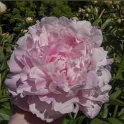 Location: Peony Garden at Nichols Arboretum, Ann Arbor, Michigan
Date: 2019-06-14
Good example of a double form peony bloom with guard petals sligh