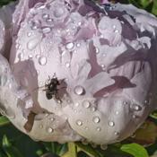 A fly visiting a dewy peony bloom.  ('Loveliness', heirloom, not 