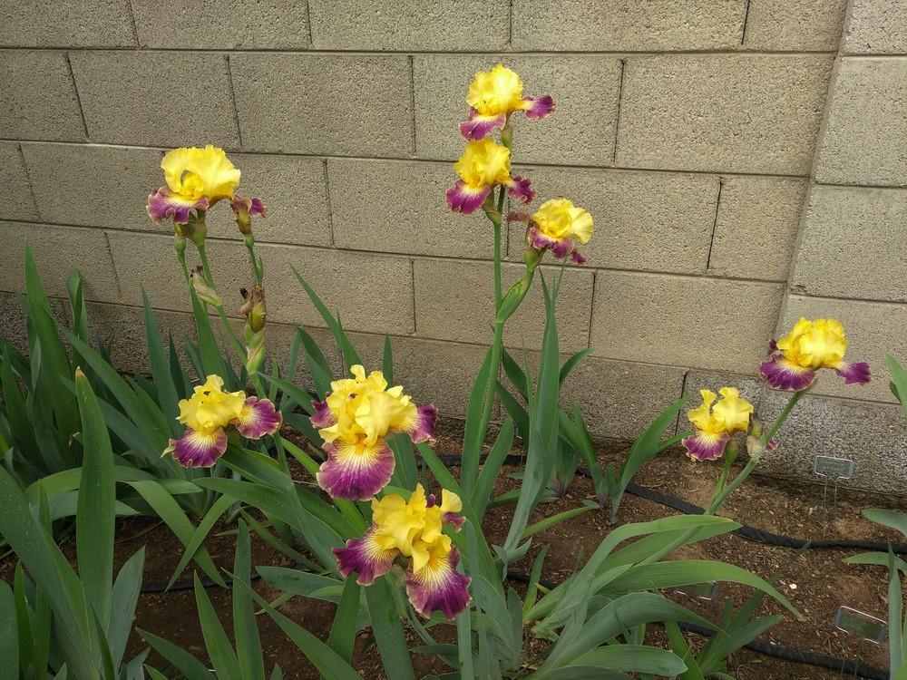 Photo of Tall Bearded Iris (Iris 'Living on the Edge') uploaded by cocoajuno