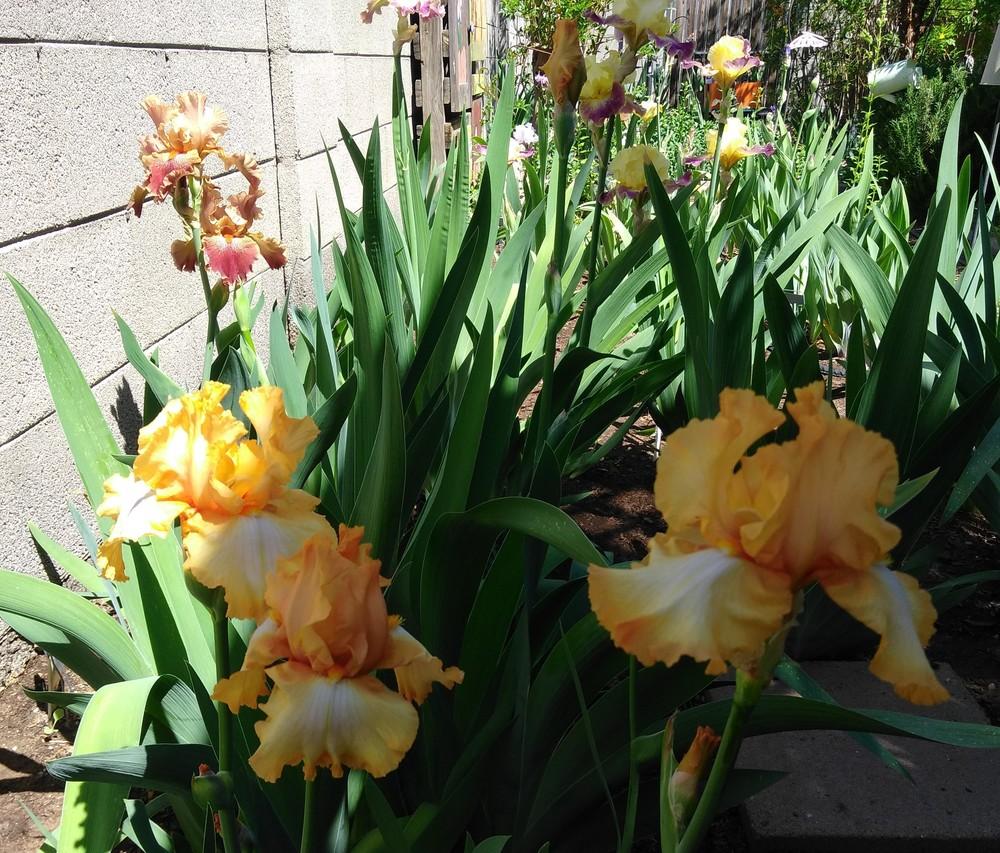 Photo of Tall Bearded Iris (Iris 'Amber Amulet') uploaded by cocoajuno