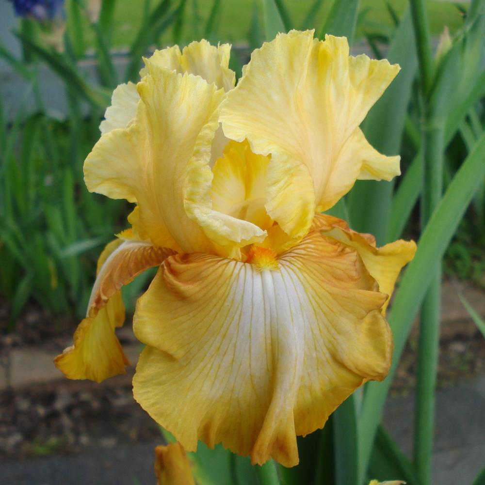 Photo of Tall Bearded Iris (Iris 'Honeycomb') uploaded by lovemyhouse