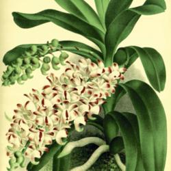 Location: Aerides odorata as A. odoratum var. demidoffi
Date: c. 1885
illustration by P. de Pannemaeker from 'Lindenia', vol. 1, 1885
