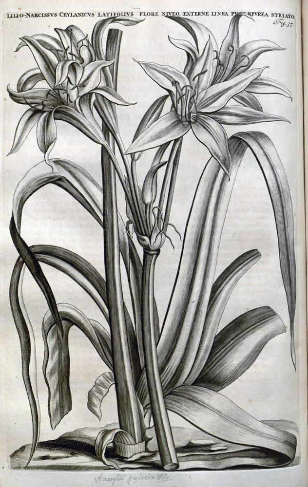 Photo of Crinum Lily (Crinum zeylanicum) uploaded by DaylilySLP
