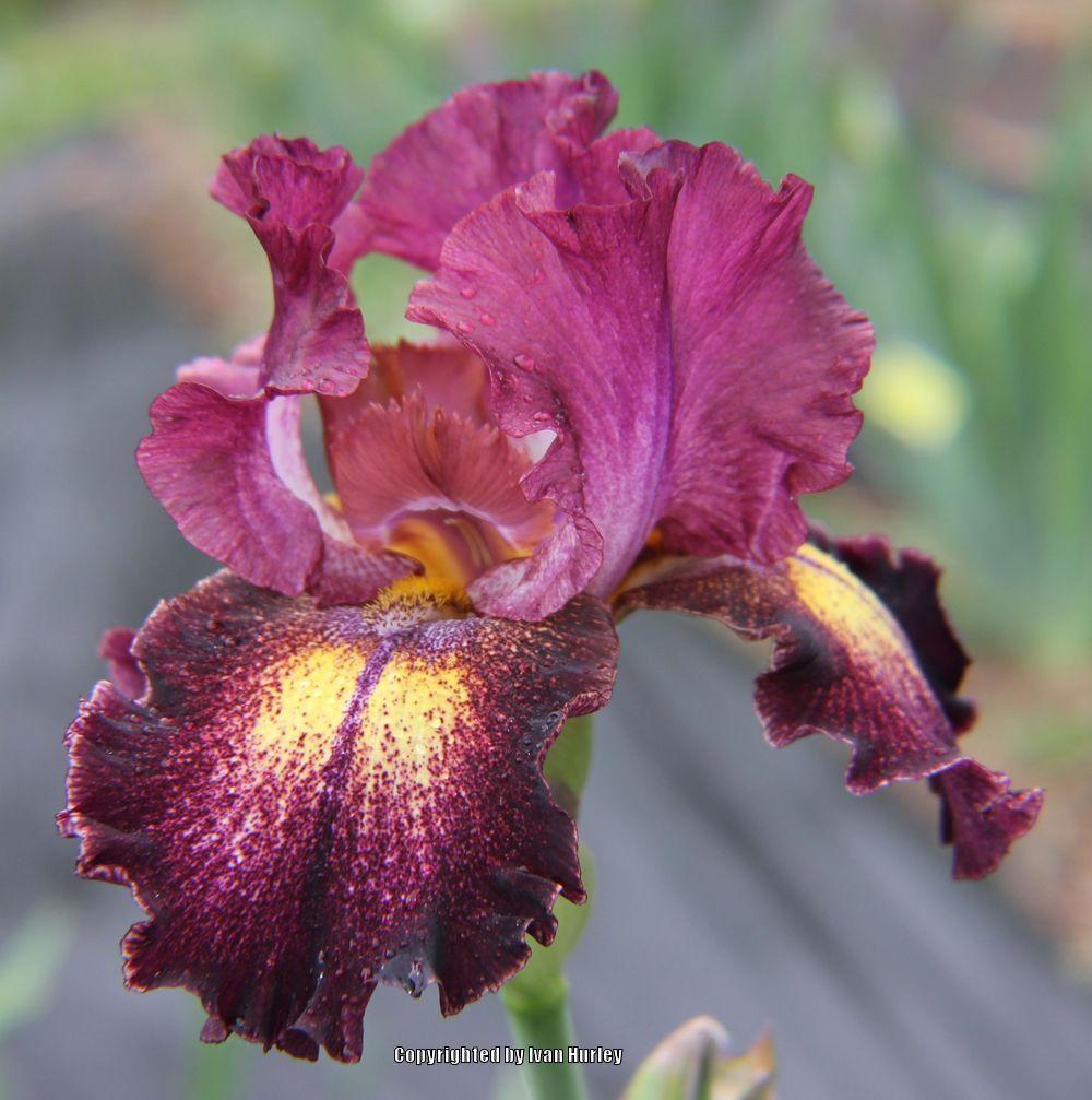 Photo of Tall Bearded Iris (Iris 'Colortart') uploaded by Ivan_N_Tx