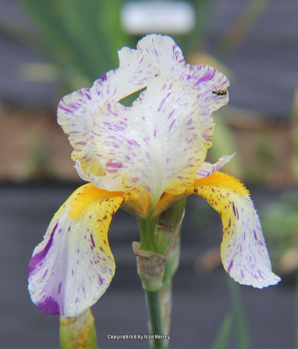 Photo of Border Bearded Iris (Iris 'Minnesota Mixed-Up Kid') uploaded by Ivan_N_Tx