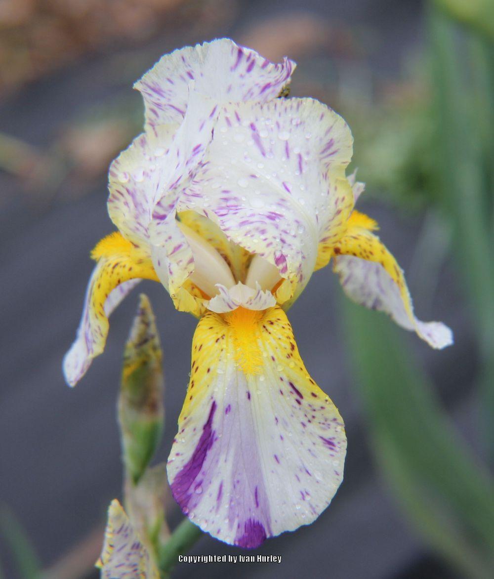 Photo of Border Bearded Iris (Iris 'Minnesota Mixed-Up Kid') uploaded by Ivan_N_Tx