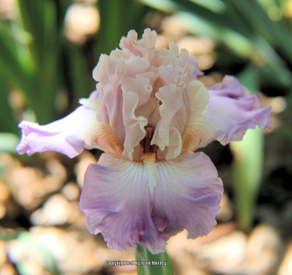 Photo of Tall Bearded Iris (Iris 'Venita Faye') uploaded by Ivan_N_Tx