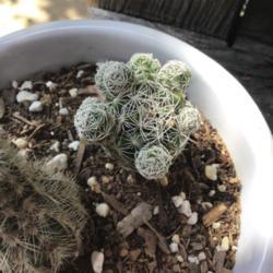Location: CA
Date: 4/10/2020
Very young Sneed’s Spinystar cactus