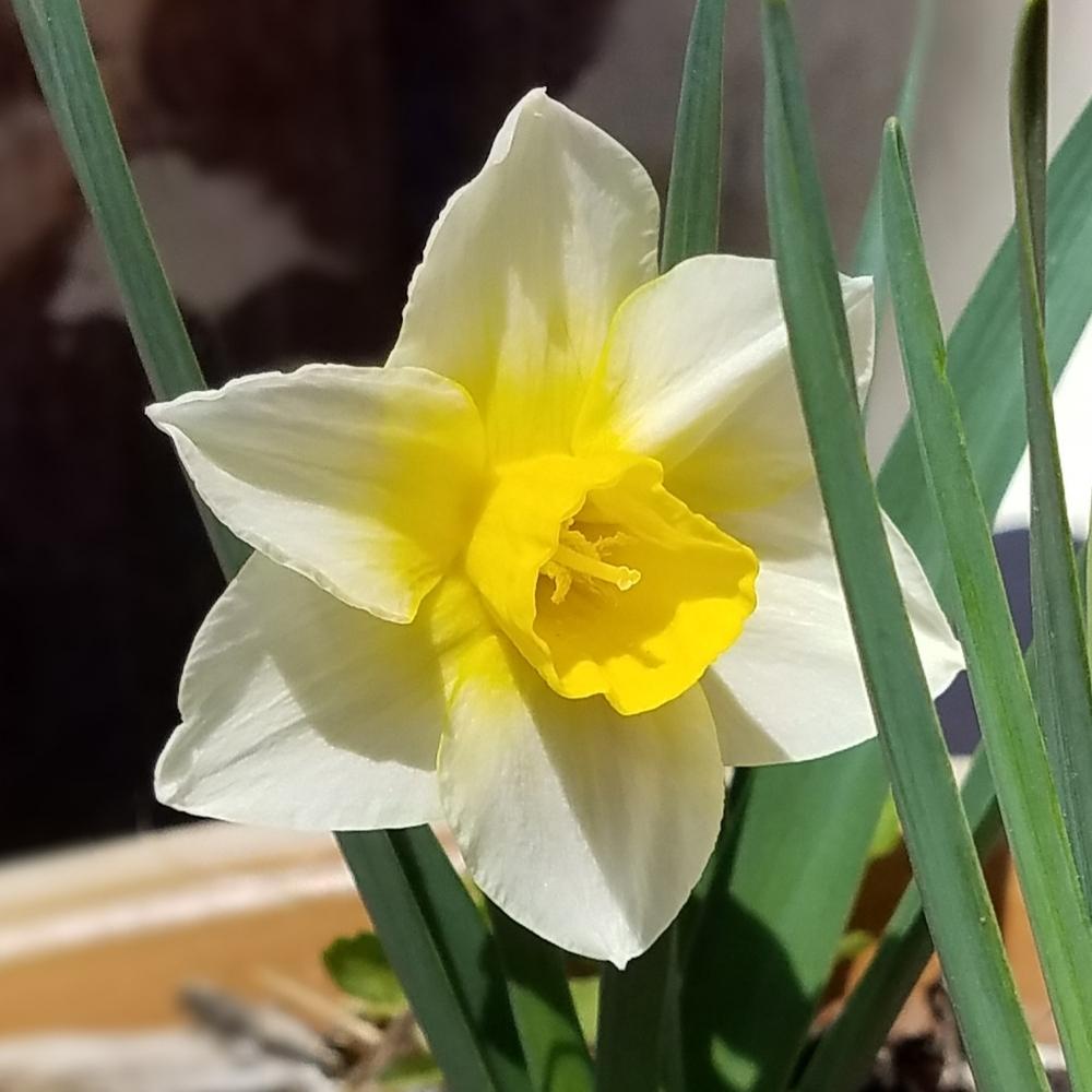 Photo of Jonquilla Daffodil (Narcissus 'Golden Echo') uploaded by OrganicJen