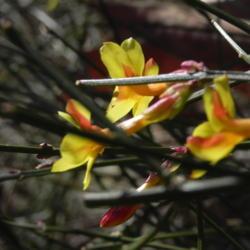 Location: St Louis
Date: 2013-02-17
Contrasting reddish calyces frame the bright yellow flowers
