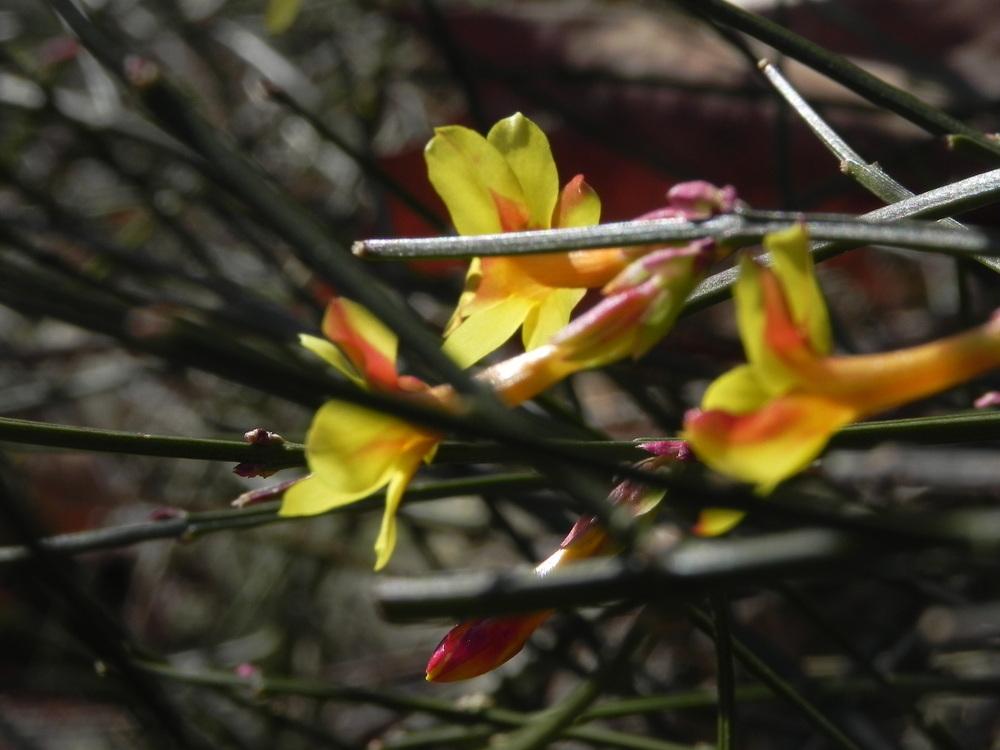 Photo of Winter Jasmine (Jasminum nudiflorum) uploaded by SL_gardener
