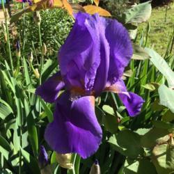 Location: Gardenfish garden 
Date: April 10 2020
NOID bearded iris sparkles in the sunlight