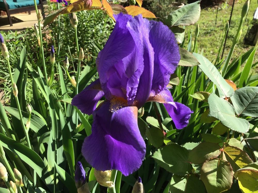 Photo of Irises (Iris) uploaded by gardenfish