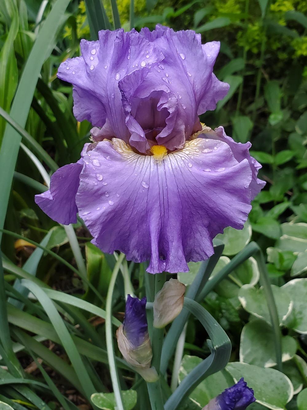 Photo of Tall Bearded Iris (Iris 'Juke Box Hero') uploaded by javaMom