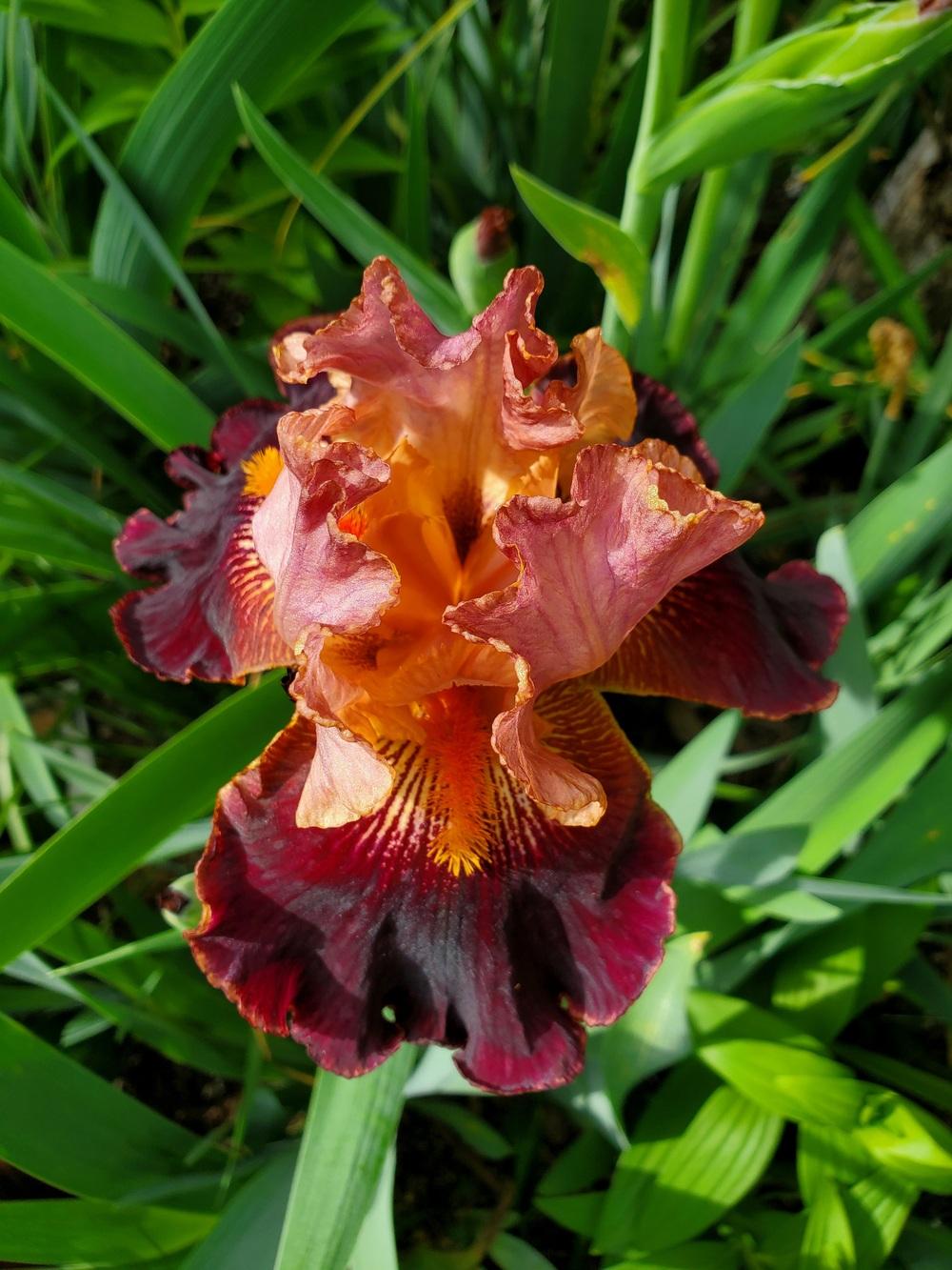 Photo of Tall Bearded Iris (Iris 'Backdraft') uploaded by javaMom