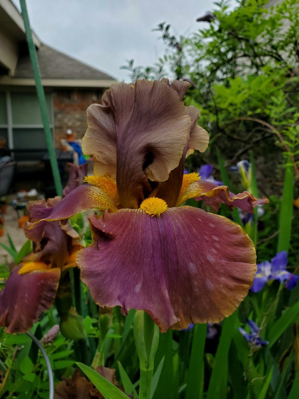 Photo of Tall Bearded Iris (Iris 'Cow Patty') uploaded by javaMom