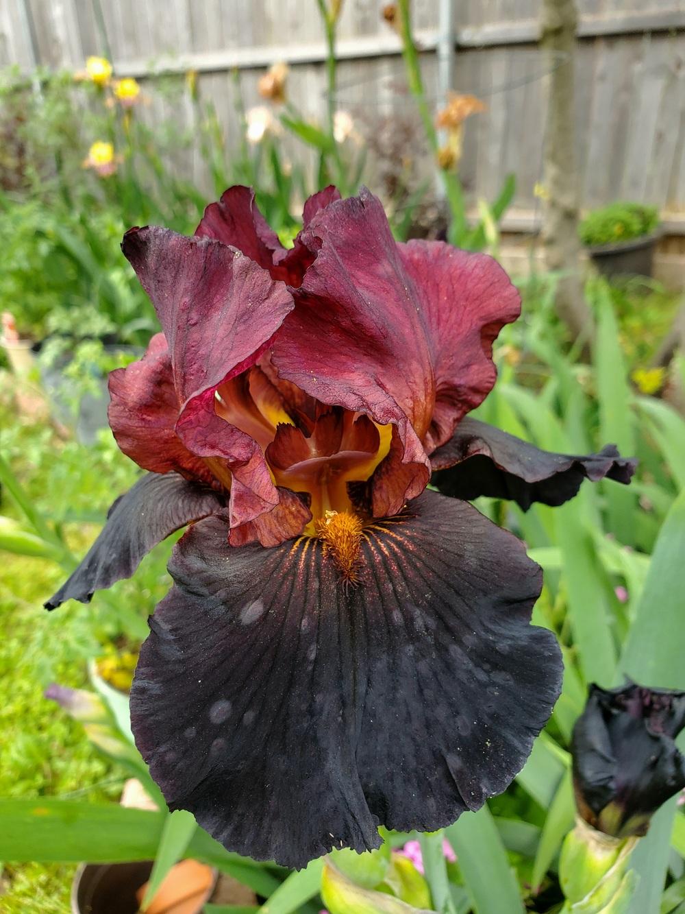 Photo of Tall Bearded Iris (Iris 'One Step Beyond') uploaded by javaMom