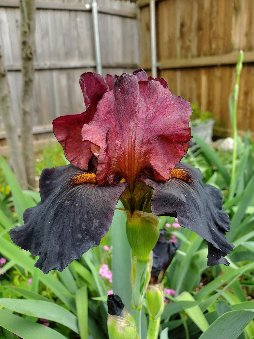 Photo of Tall Bearded Iris (Iris 'One Step Beyond') uploaded by javaMom