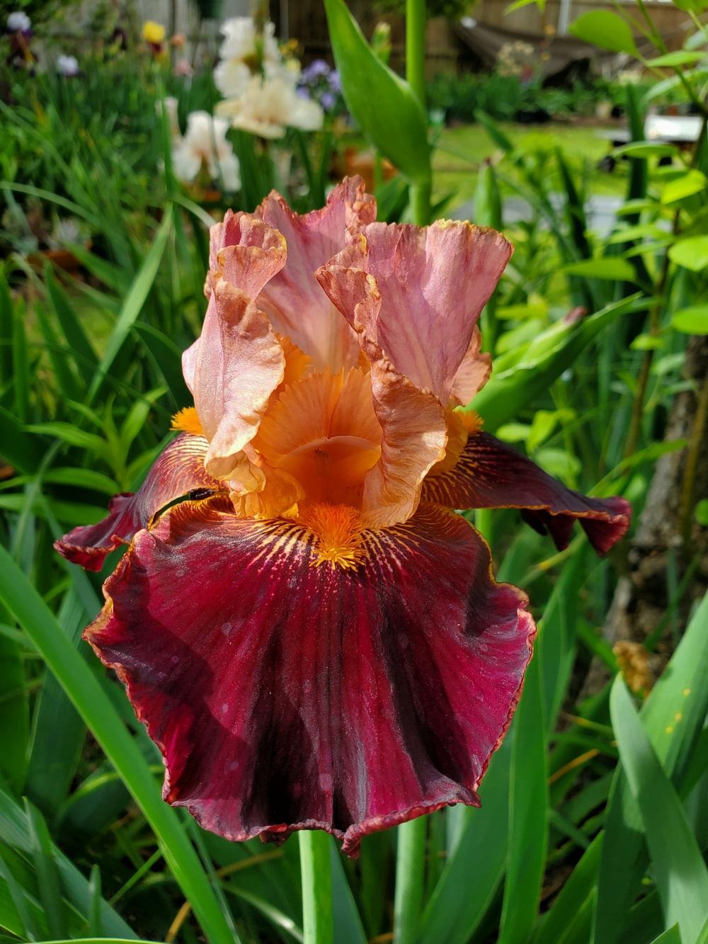 Photo of Tall Bearded Iris (Iris 'Backdraft') uploaded by javaMom