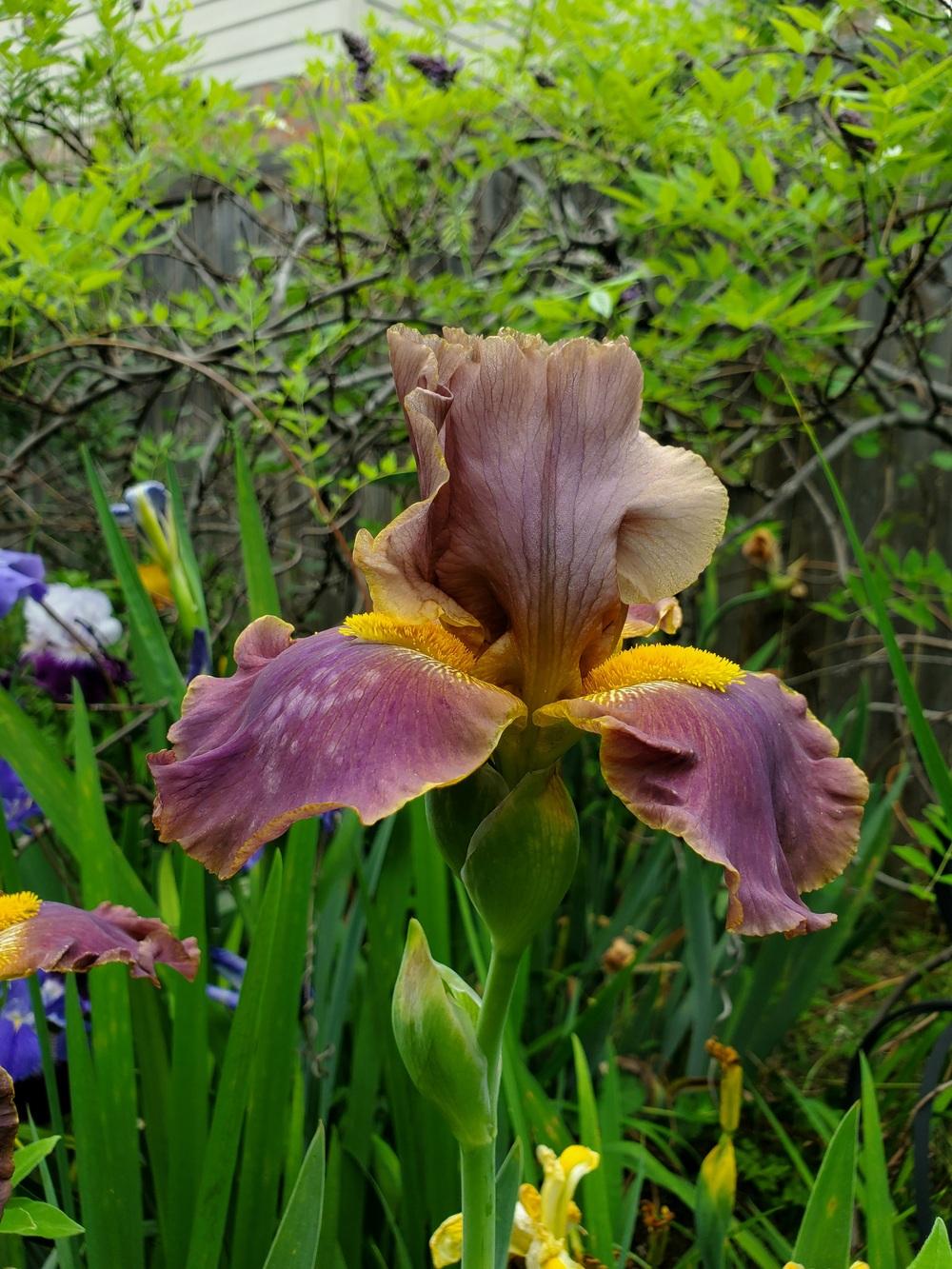 Photo of Tall Bearded Iris (Iris 'Cow Patty') uploaded by javaMom
