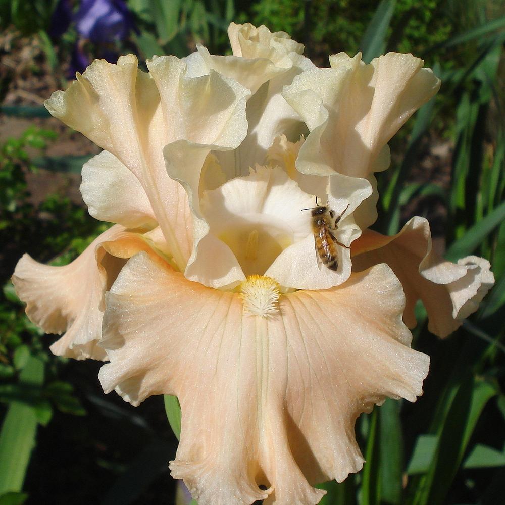 Photo of Tall Bearded Iris (Iris 'Let's Misbehave') uploaded by lovemyhouse