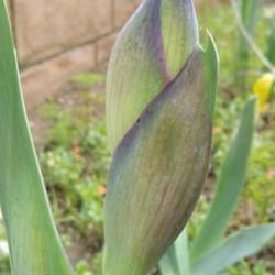 Location: San Diego, CA
Date: 2020-03-28
spathe was purple on these developing buds