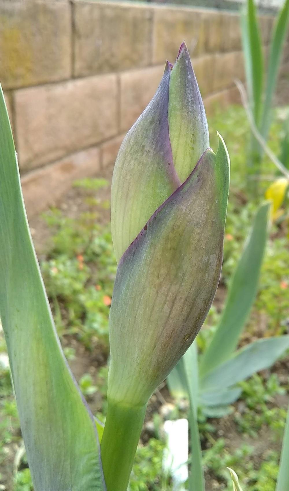 Photo of Tall Bearded Iris (Iris 'Paprika Fono's') uploaded by olga_batalov